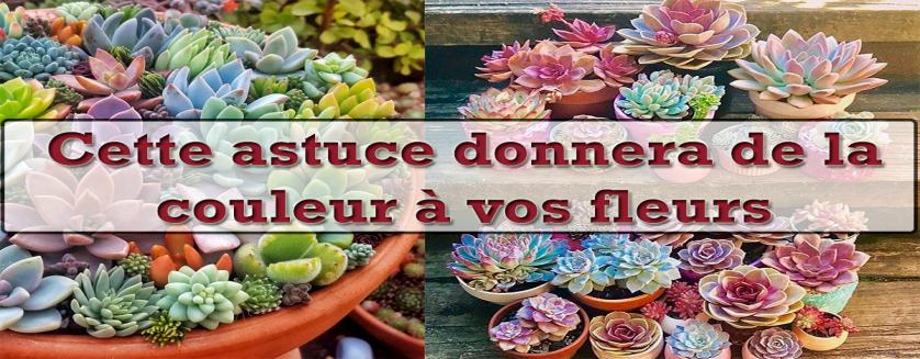 Cette astuce donnera de la couleur à vos fleurs 