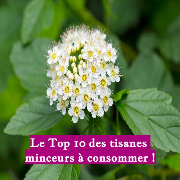 Le Top 10 des tisanes minceurs à consommer !