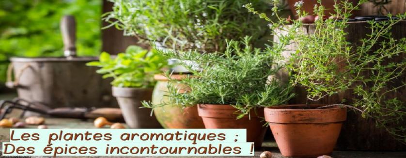 Les plantes aromatiques ; Des épices incontournables !