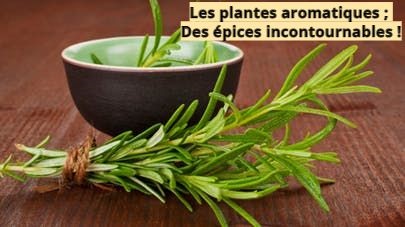 Les plantes aromatiques ; Des épices incontournables !