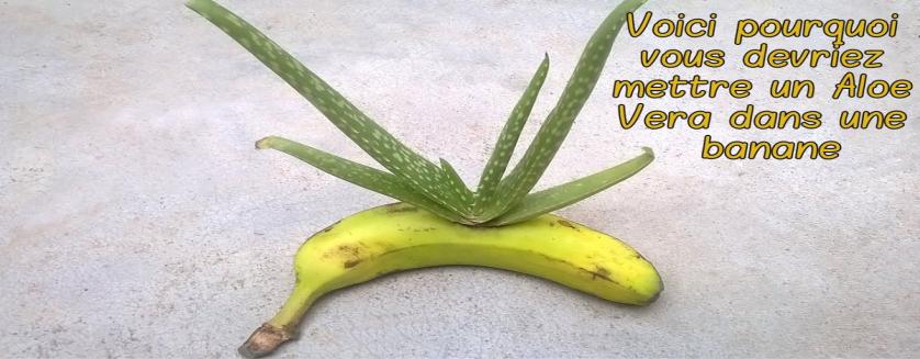 Voici pourquoi vous devriez mettre un Aloe Vera dans une banane