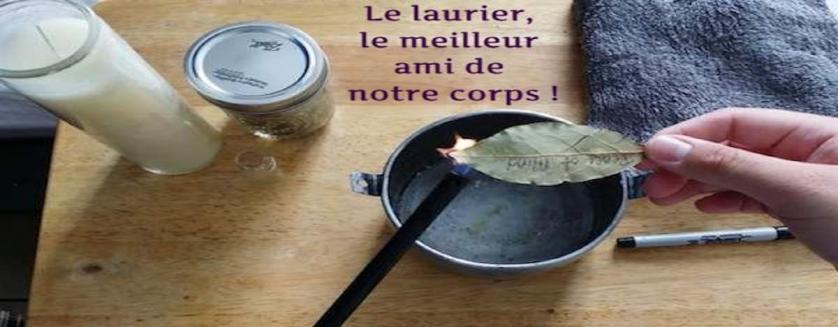 Le laurier, le meilleur ami de notre corps !