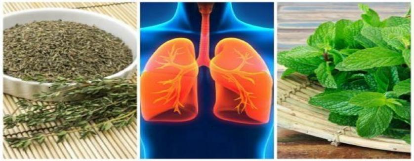 Pour Un bon Nettoyage pulmonaire ces Herbes sont la solution !